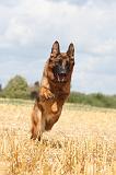 BERGER ALLEMAND 321